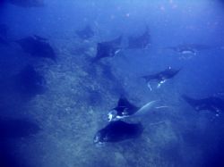 mantas in the mist. not a night dive, not kona, not even ... by Dylan Matheson 